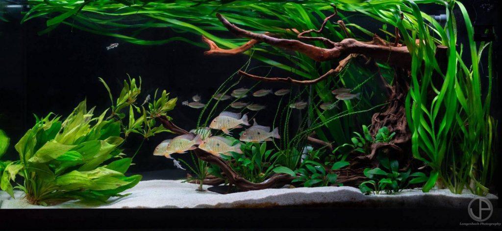 600l Aquascape mit üppiger Bepflanzung und Wurzelholz (Foto: Stefan Langenbach)