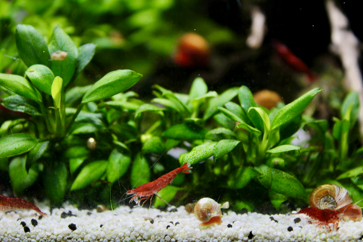 schwar-weiße Bienengarnele