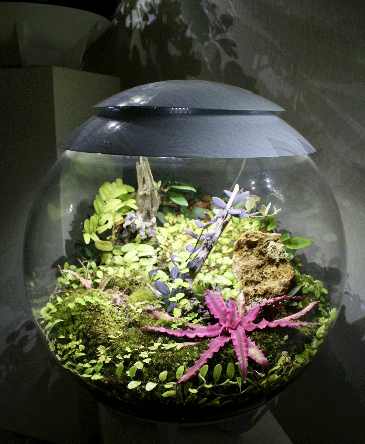 biOrb Air Terrarium mit dekorativer Bepflanzung und automatischer Belüftung – modernes Design-Terrarienkonzept