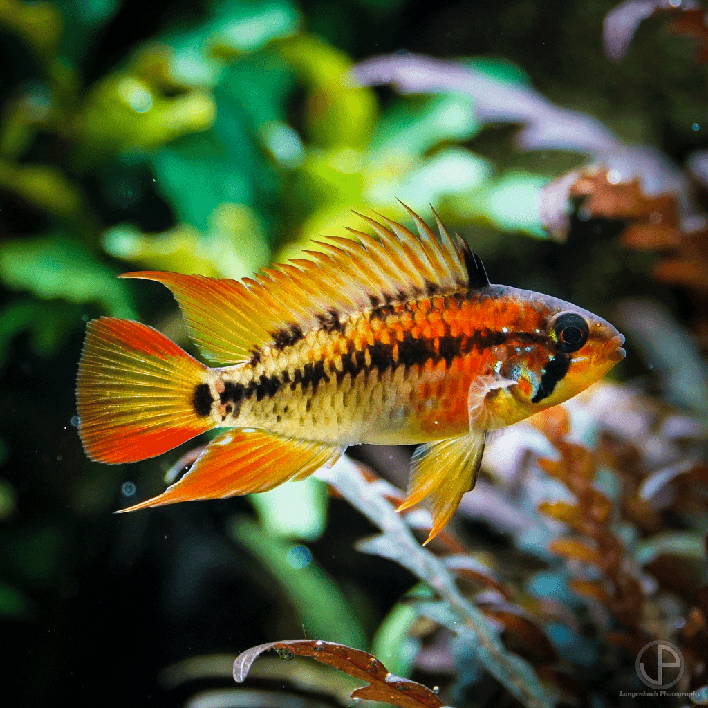 Willkommen im Hörder Zierfischparadies 2.0