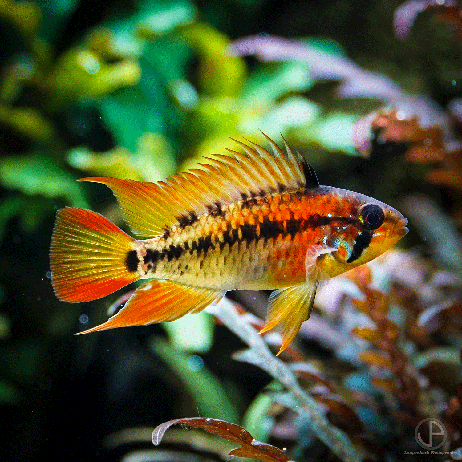 Zwergbuntbasch, Apistogramma Macmasteri