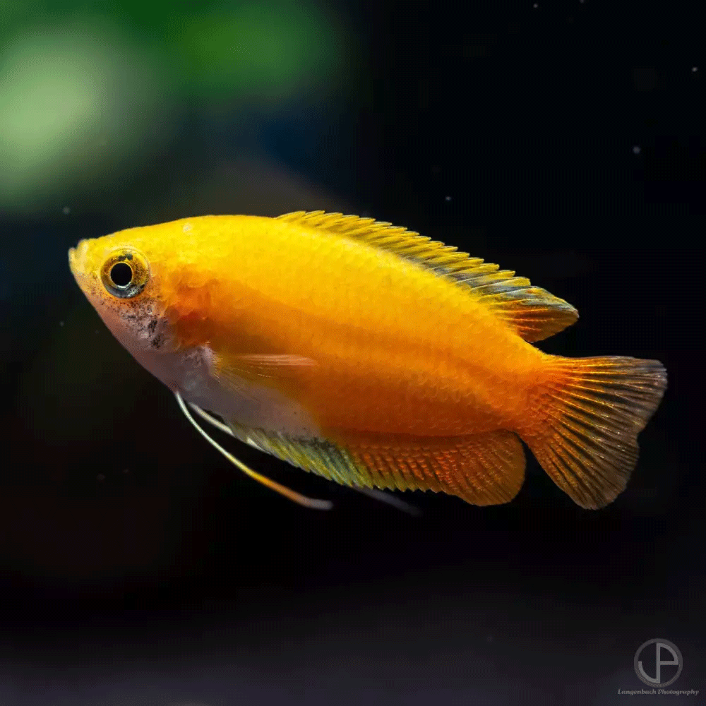 Nahaufnahme eines Gurami im Aquarium, leuchtende Farben und ruhiges Verhalten