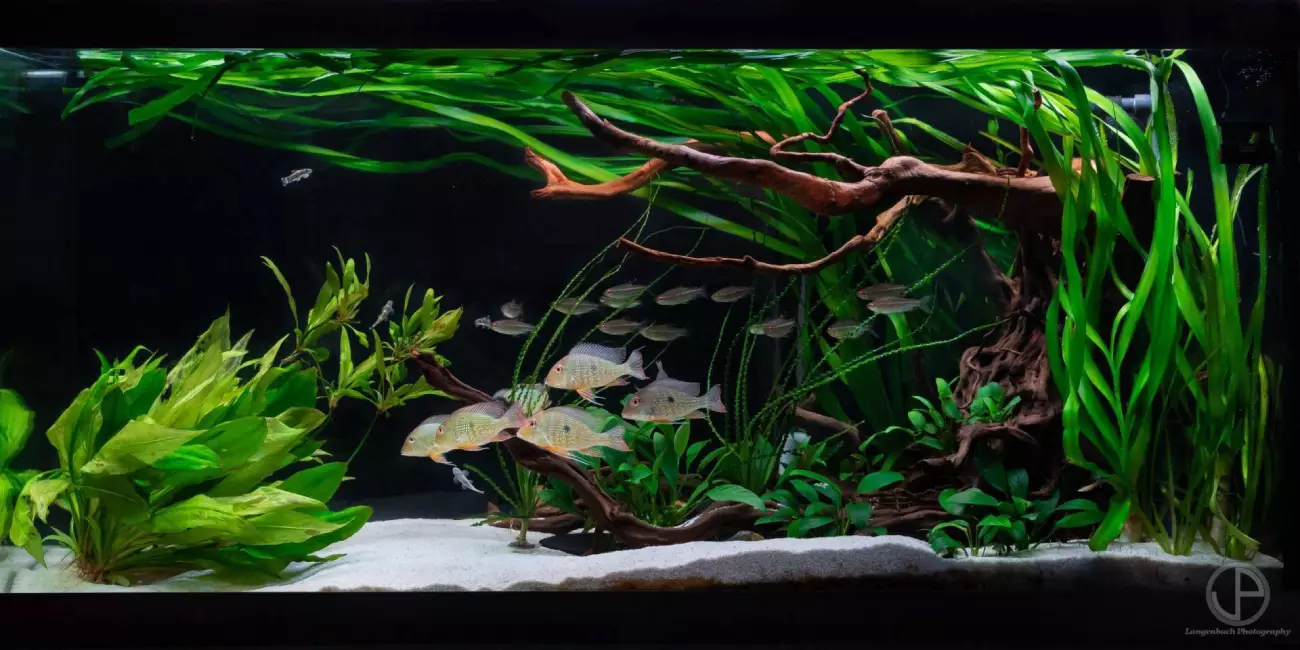 600l Aquascape mit üppiger Bepflanzung und Wurzelholz