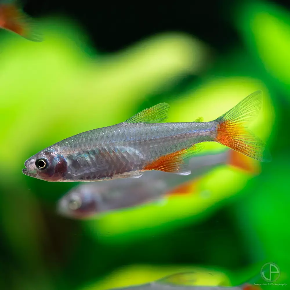 Aquascape mit üppiger Bepflanzung und Wurzelholz (Foto: Stefan Langenbach)
